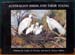 Australian Birds & Their Young - O'Grady & Lindsey