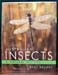 Australian Insects - A Natural History - Bert Brunet