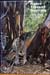 Native Trees of Australia - Mervyn Millett